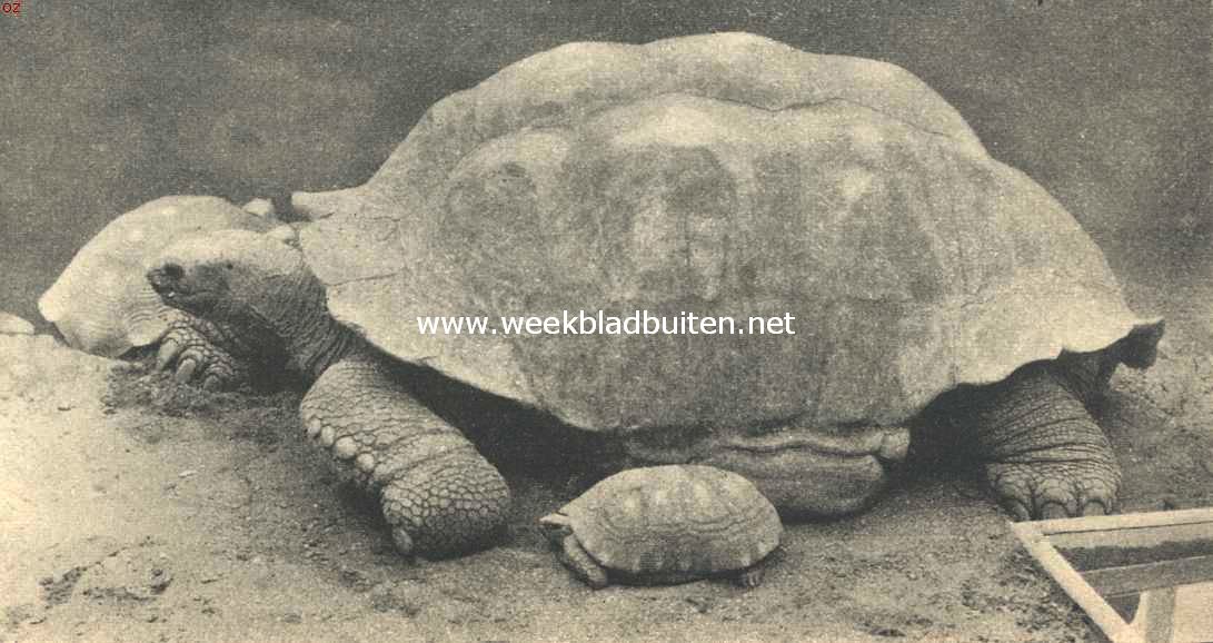 Reuzenschildpad,er naast, ter vergelijking, een gewone schildpad