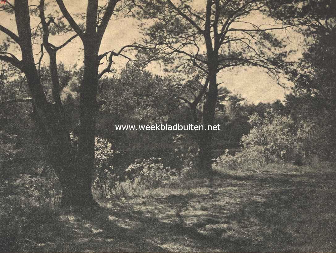 Boschhoekje