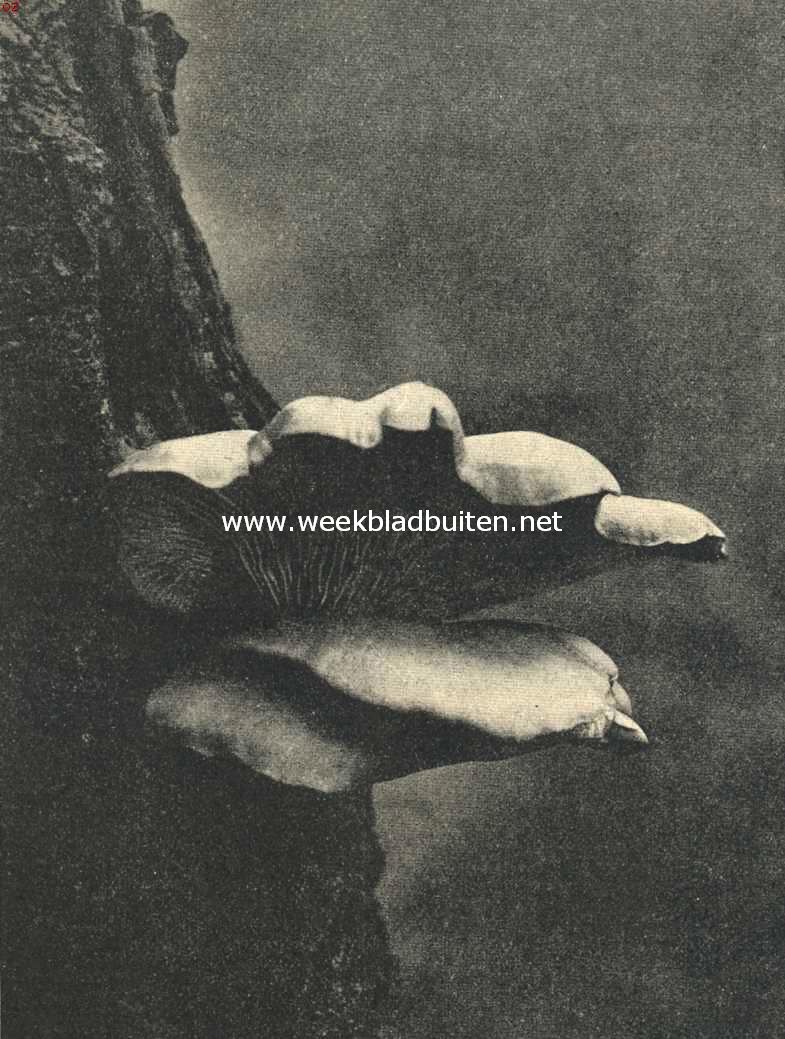 De oesterzwam (Pleurotus Ostreatus Jacq.)