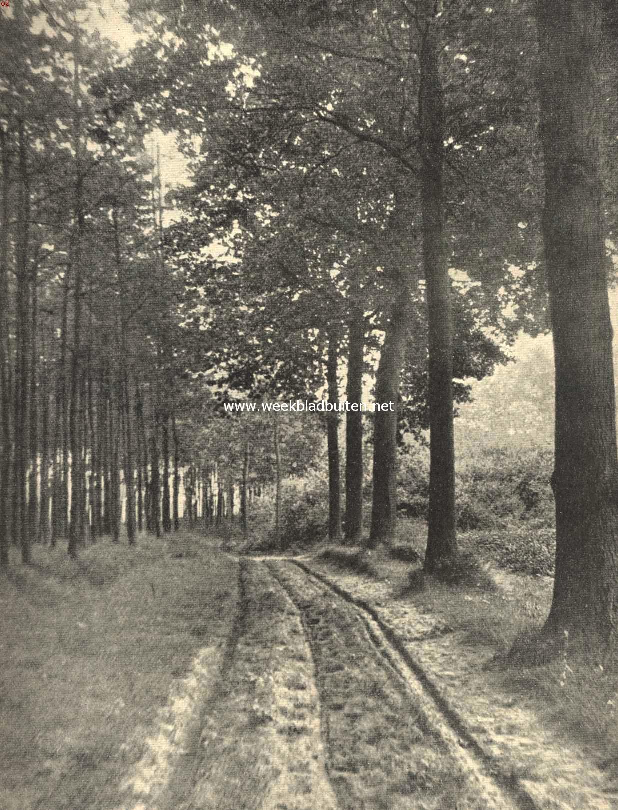 In de bosch-streek van Zeeuwsch-Vlaanderen. Boschweg onder Zuiddorpe nabij de Rijksgrens