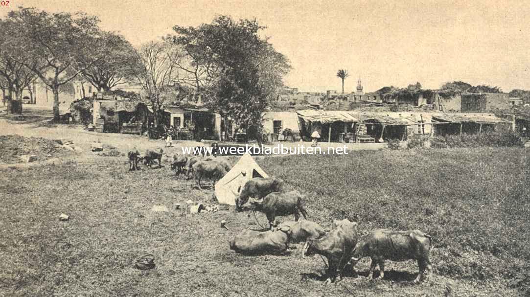De Nijlreis. Egyptisch dorp met buffels