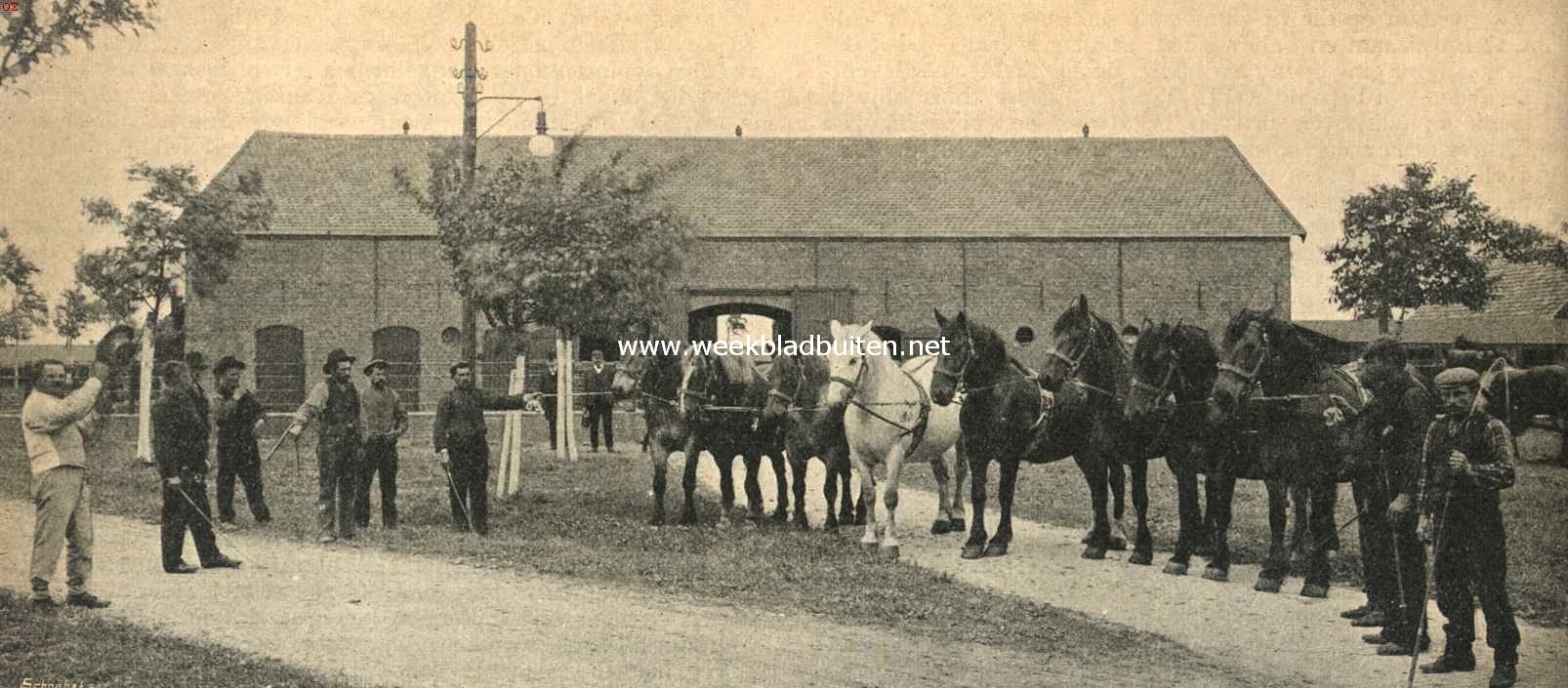 De landbouw in Zeeuwsch-Vlaanderen. Schuur van een hofstede in den Emma-polder met werkpaarden van zwaar Normandisch ras