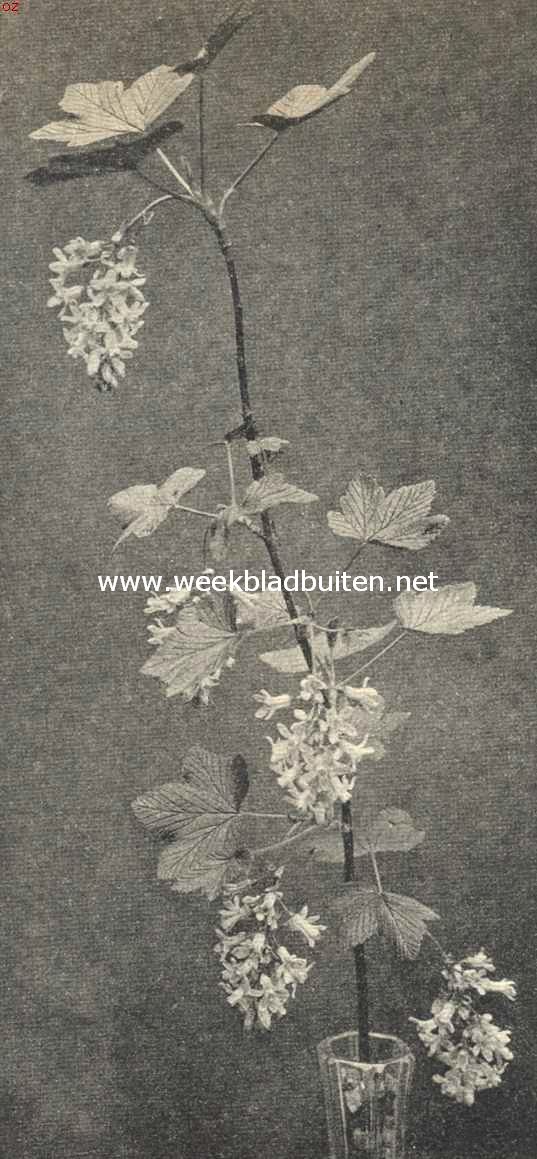 Takje van de Ribes Sanguineum