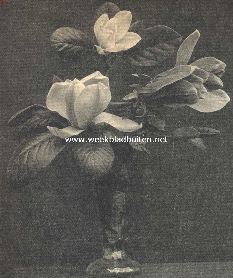Bloemen van de Magnolia Yulan