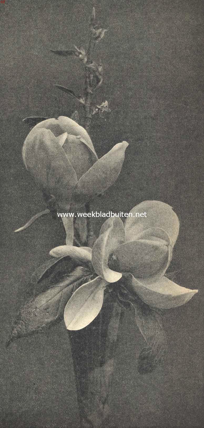 Bloemen van de Magnolia Soulangeana