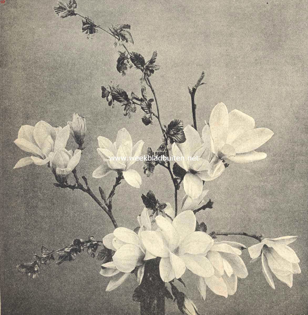 Bouquet magnoliabloemen en elzentakjes