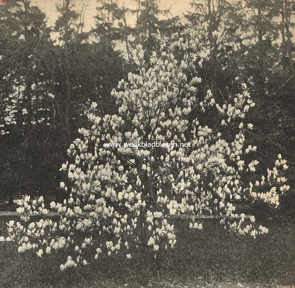 Bloeiende magnolia