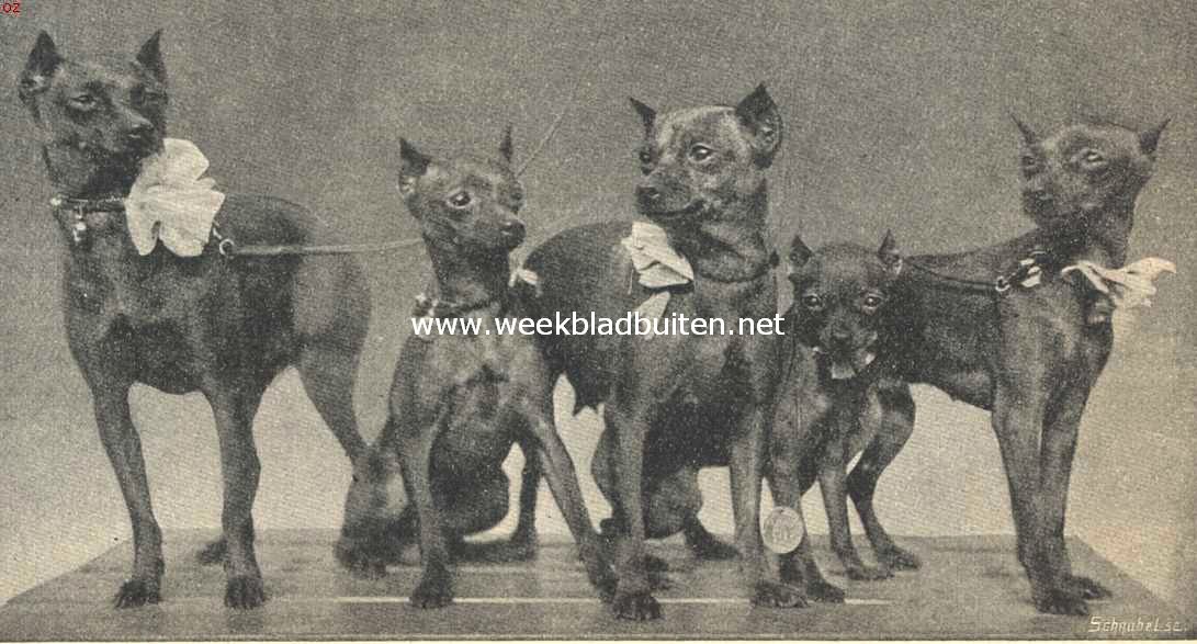 Groep dwergspinschers