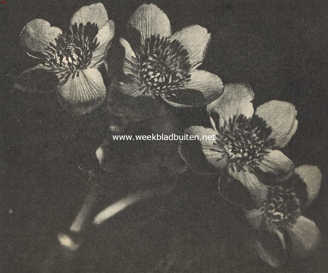Dotterbloemen