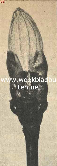 Ontluikende kastanjeknop 1