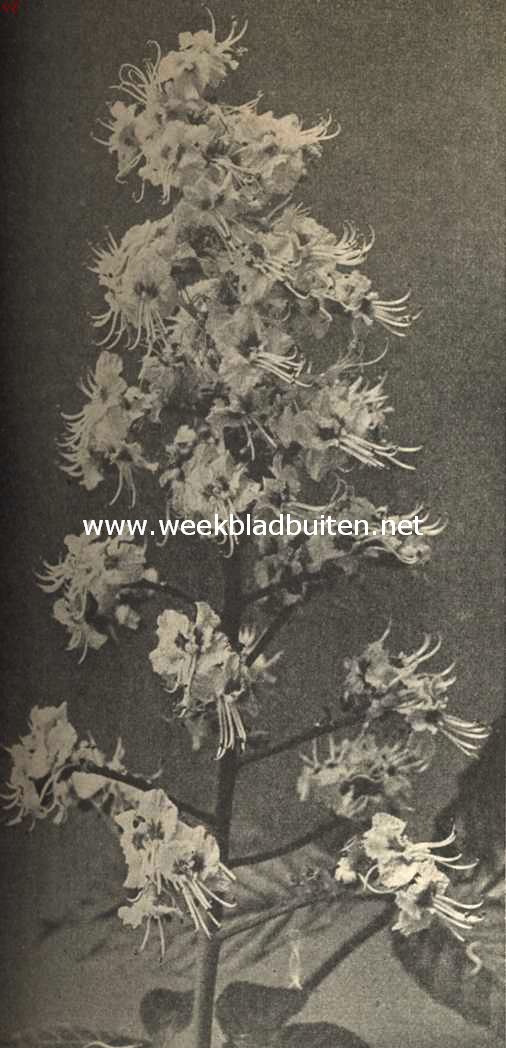 Bloempluim van de gwone paardenkastanje