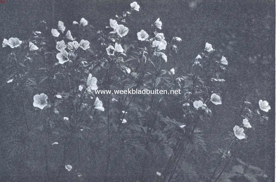 Wilde geranium