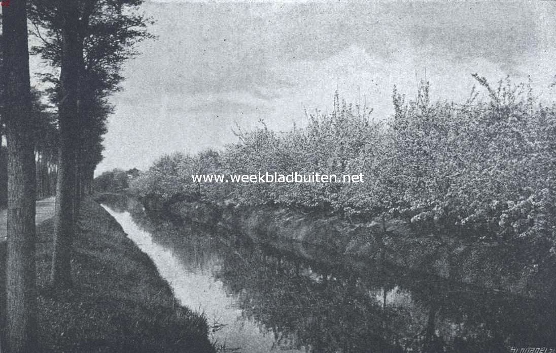 Een vruchtenparadijs. Bloeiende appelboomen in de Bangert