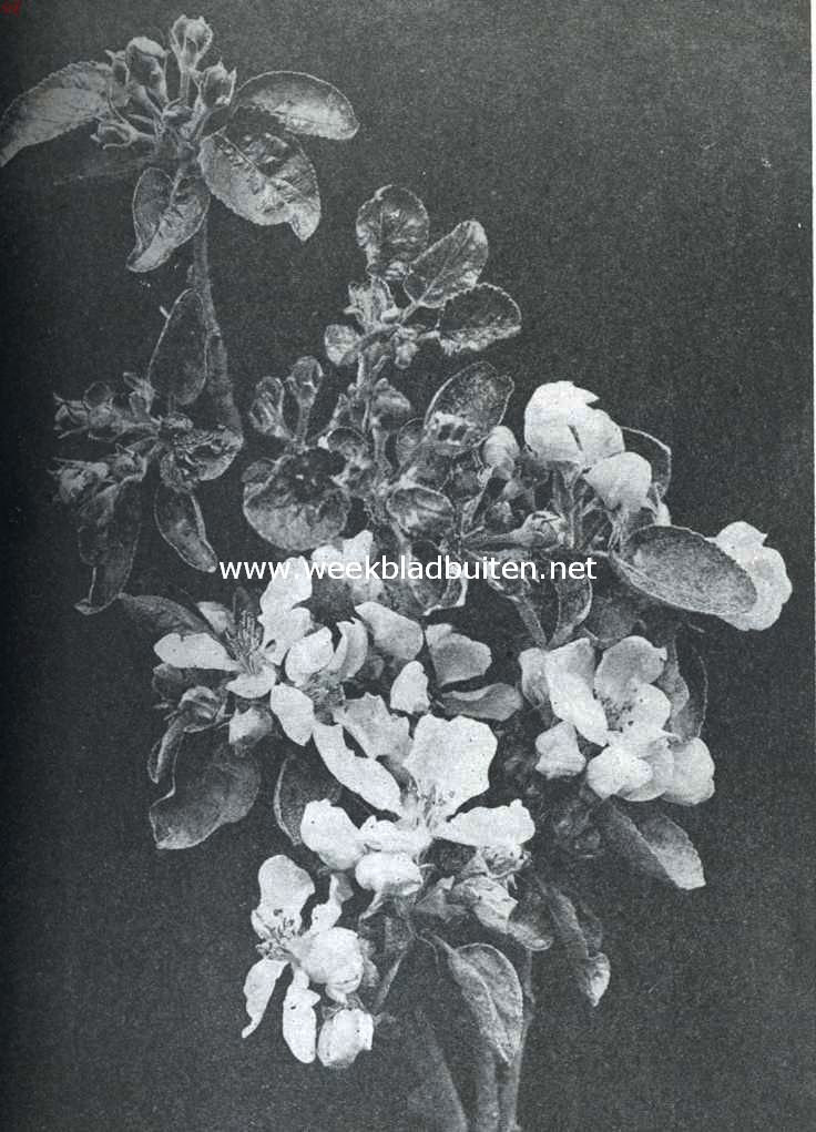 Appelbloesem