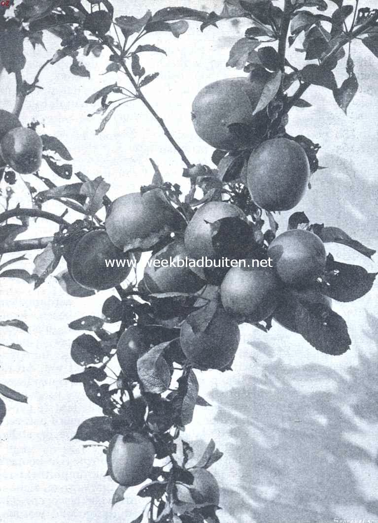 Een vruchtenparadijs. Lord Suffield-appels