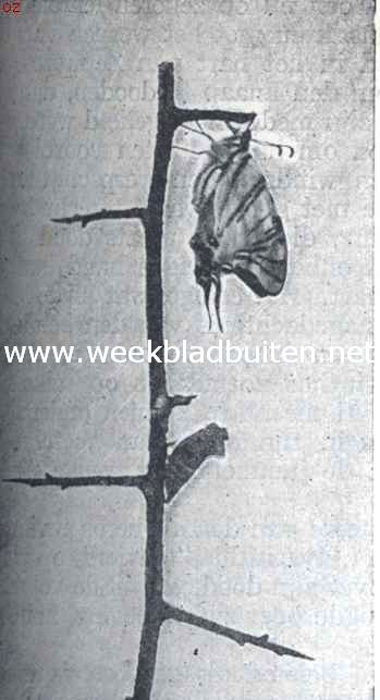 Groeiende vlinders. IV