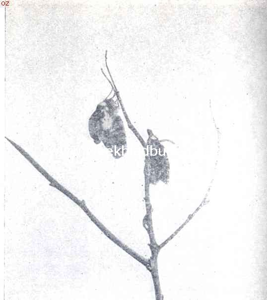 Groeiende vlinders. III
