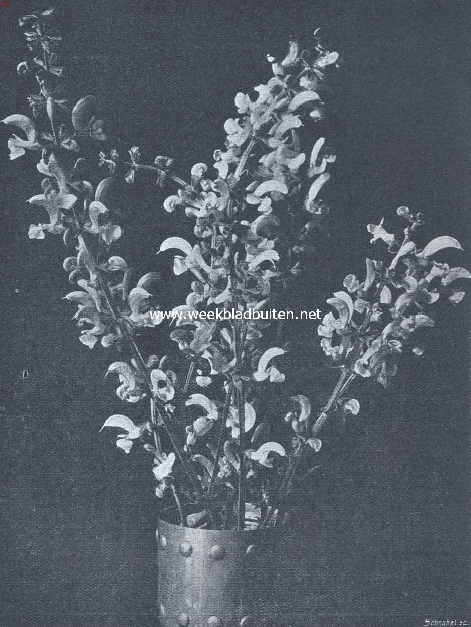 Bloemen van de veldsalie (Salvia Pratensis)