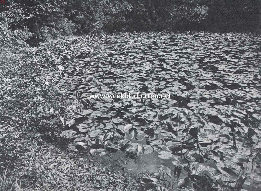 Lochem en Barchem. Vijver met waterlelies in het Sterrenbosch onder Ampsen
