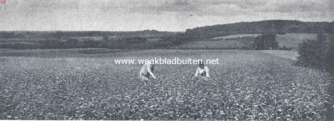 Lochem en Barchem. Boekweitveld bij de Barchemsche Heuvelen