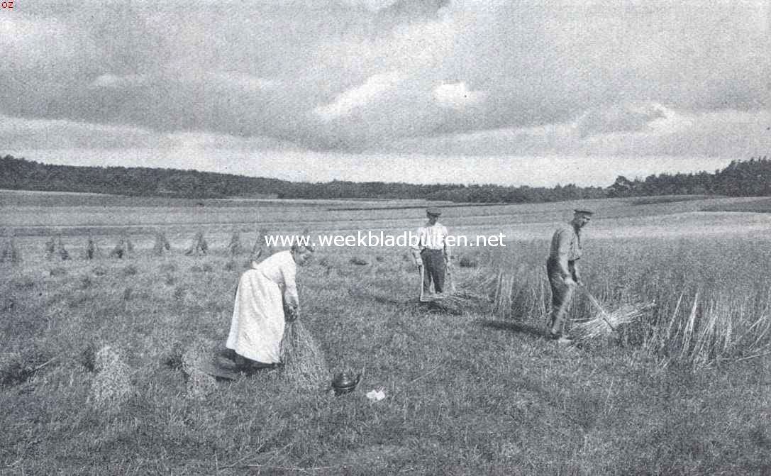 Lochem en Barchem. Korenvelden tusschen Duivelskolk en Wittewijvenkuil (Witte Wiive-koele onder Barchem)