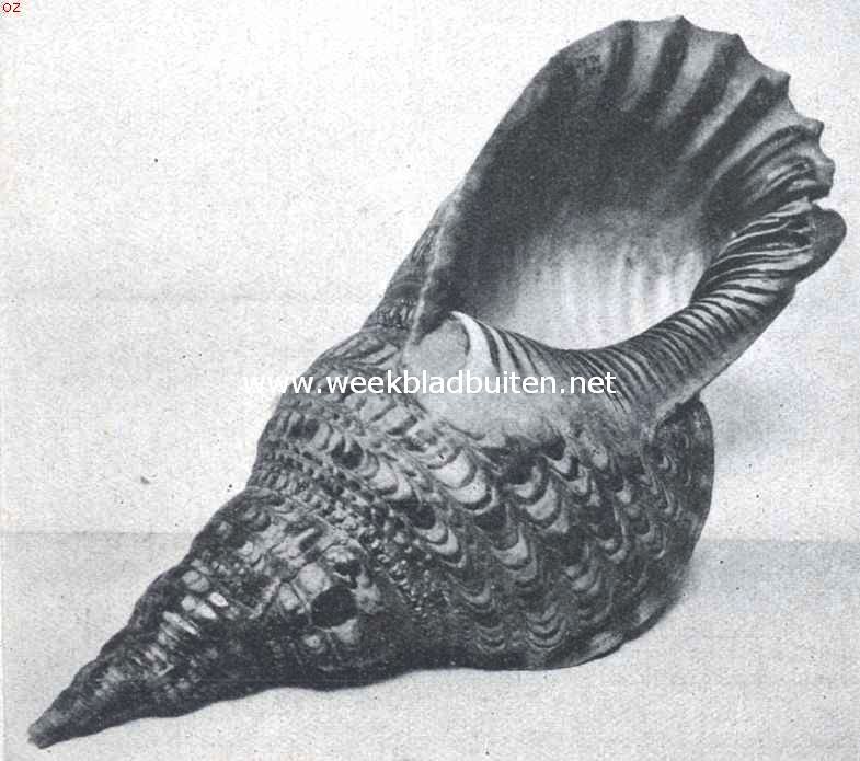 Indische speeltuigen. 7. Schelp-trompet van Tridore
