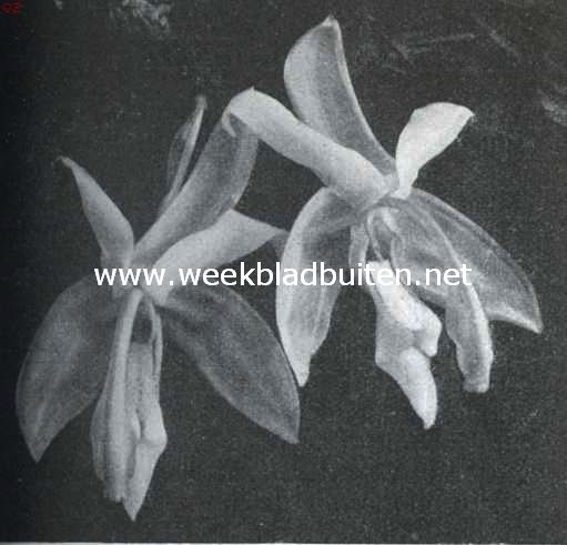 Bloemen der Stanhopea Eburnea