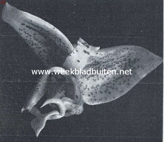 Bloem der Stanhopea Oculata