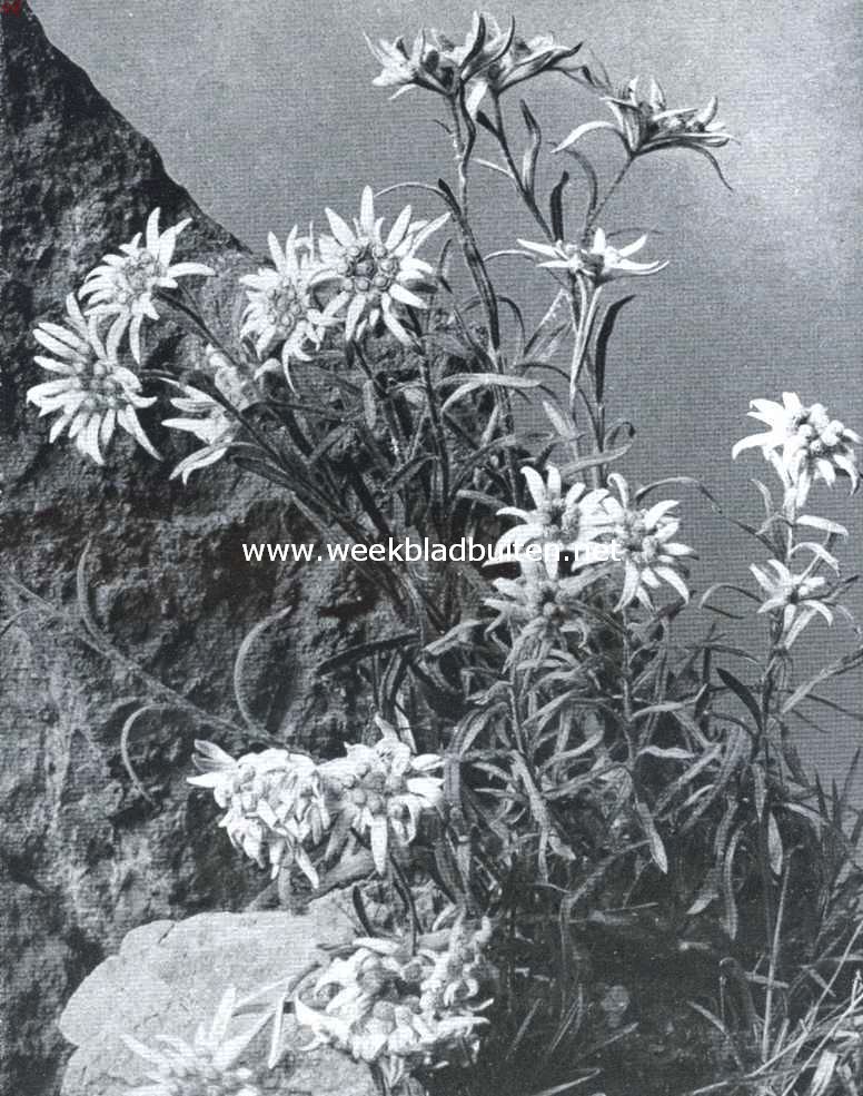 Edelweiss