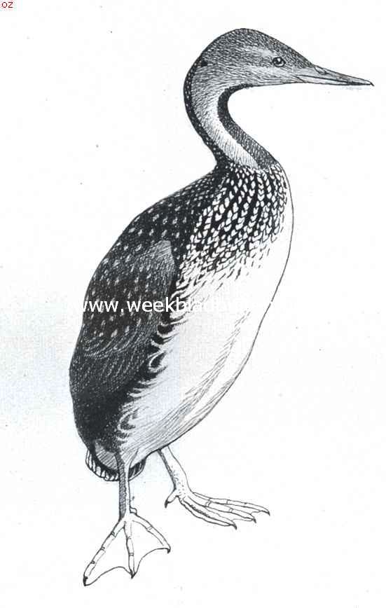 De roodkeelduiker. Colymbus Stellatus