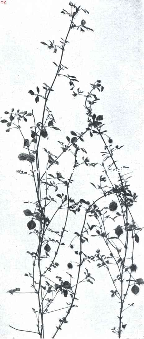 Het doornenkroontje. Medicago Maculata