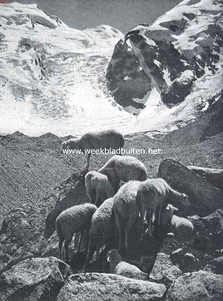 Het land van Segantini. Schapen in 't gebergte