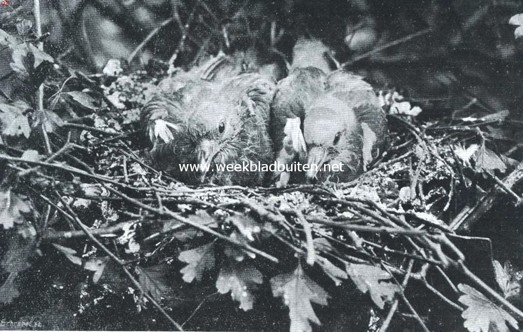Jonge boschduiven in het nest