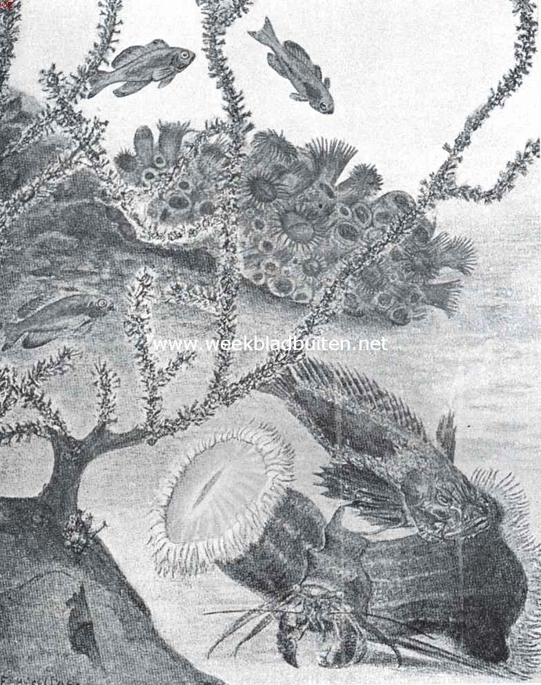 Samenleven van dieren onderling. Eenige op de Japansche kust levende dieren, die met elkaar een symbiotische verhouding aangegaan hebben. Met ziet een visch die met hydropolypen samenleeft, een andere, die met een koraal een verbond gesloten heeft; verder een kluizenaarskrab met anemoon op zijn schelp