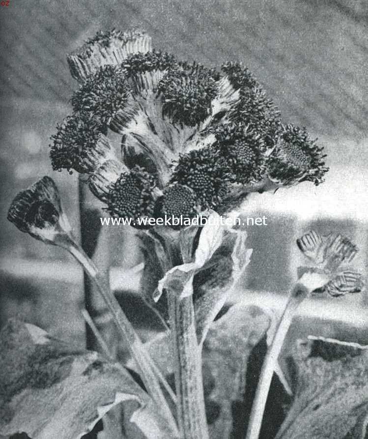Senecio Candicans. Bloemhoofdje