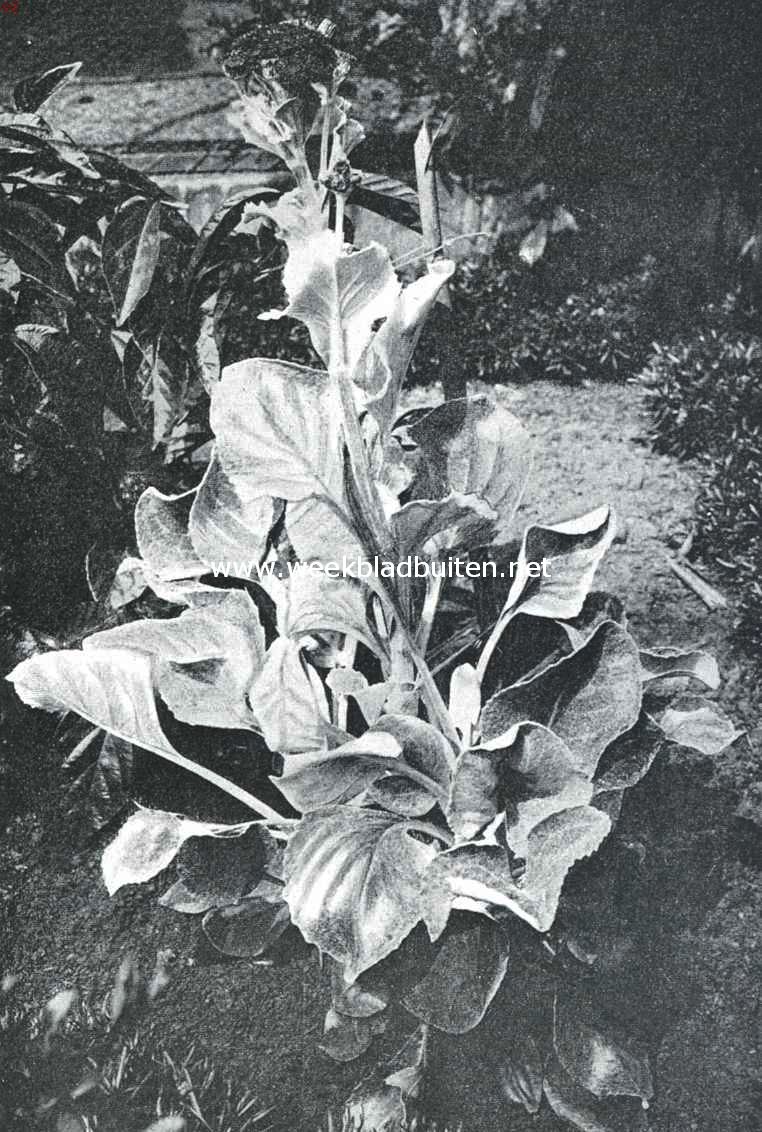 Senecio Candicans