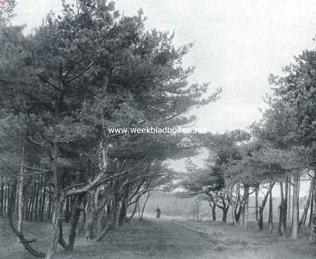 In de duinen bij Bergen