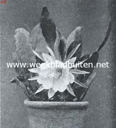 Phyllocactus Pfers-Dorfii