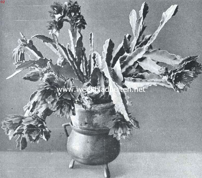 Phyllocactus Speciosissima