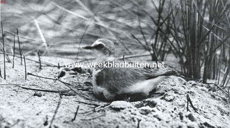 De strandplevier