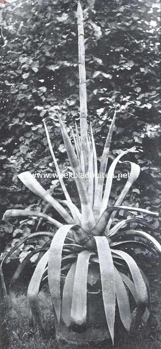 Agave Americana. De bloemstengel in ontwikkeling op 15 Juli, hoog 3.02 M.
