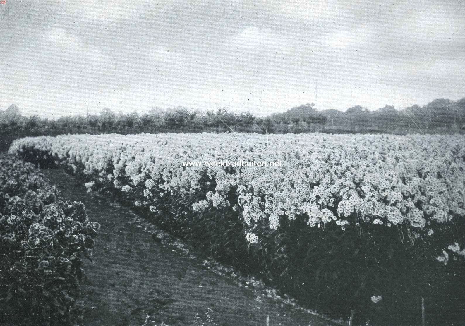 Bloemenpracht. Veld met herfstseringen of vlambloemen op de kweekerij 
