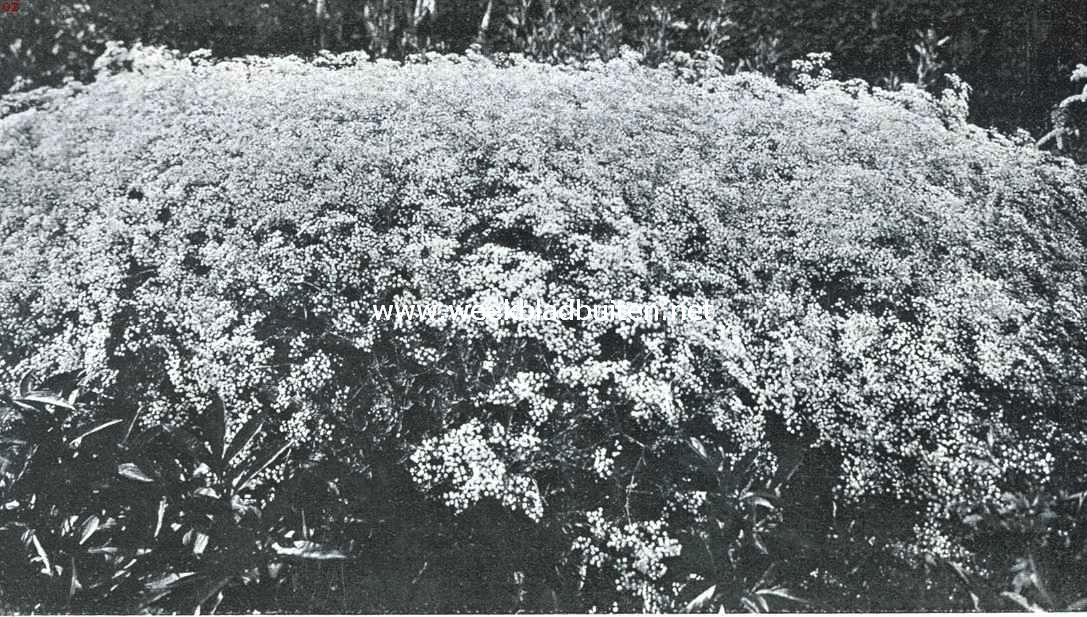 Bloemenpracht. Hoekje met Gypsophila Paniculata Flore Pleno