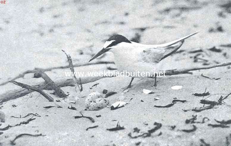 Dwergstern bij het nest
