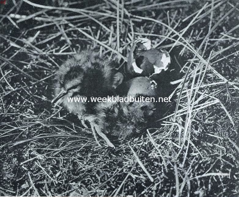 Hetzelfde nest den volgenden ochtend