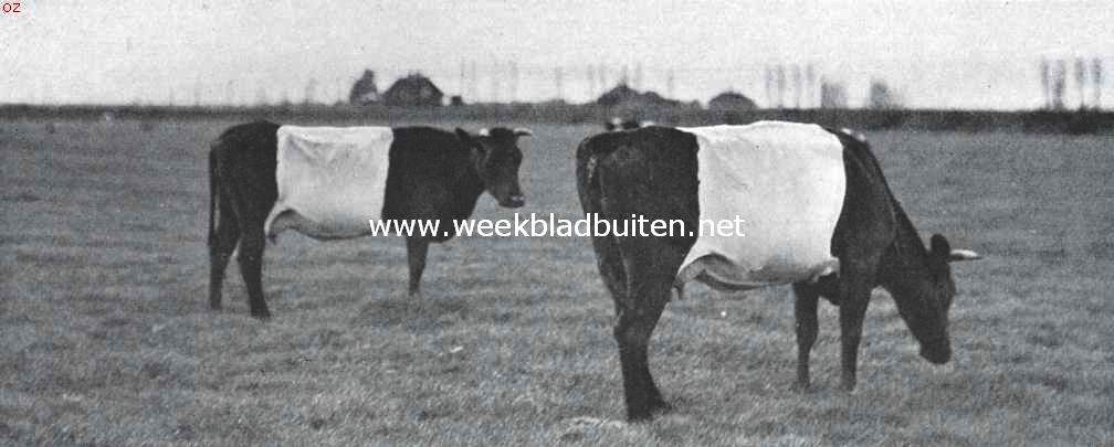 Hollandsche lakenvelders. Mooi geteekende Lakenvelder koeien te Diemen