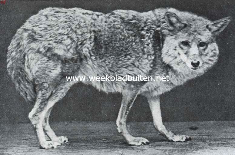 De grijze wolf