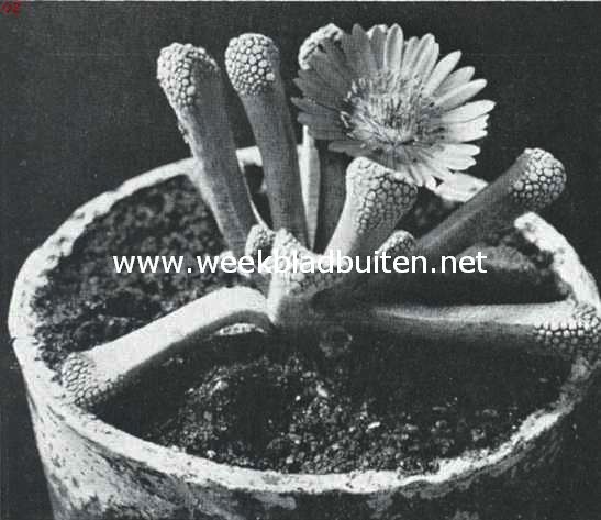 Mooie cacteen. Mesembrianthemum Schantesii