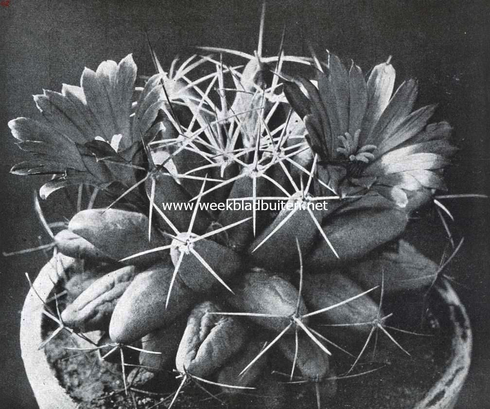 Mooie cacteen. Mamillaria Longimamma