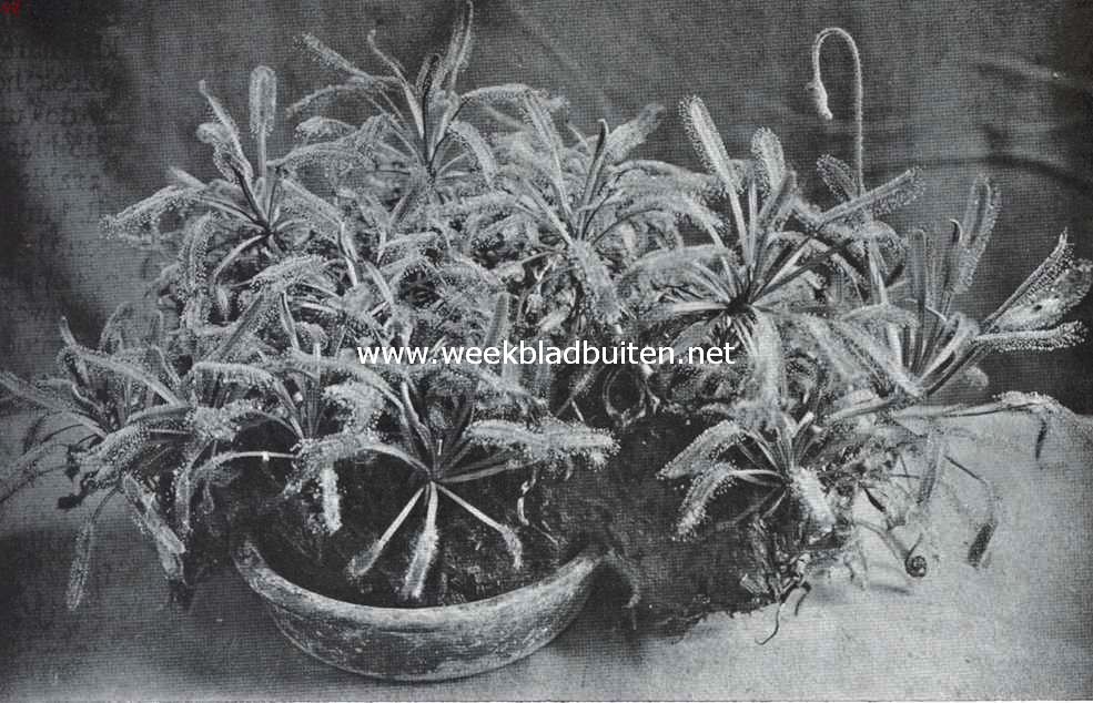 Vleeschetende planten. Drosera Capensis L., een zonnedauwsoort van Kaap de Goede Hoop, welker blaadjes rijkelijk met dauwdroppels zijn overdekt
